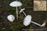 Tweesporige champignonparasol